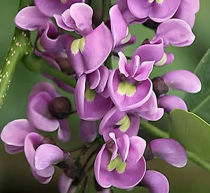 Balché flowers