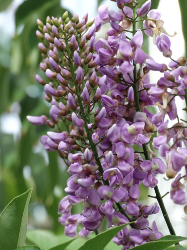 Balché flowers