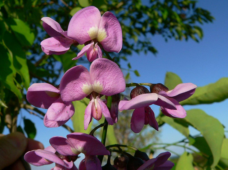 Balché flowers
