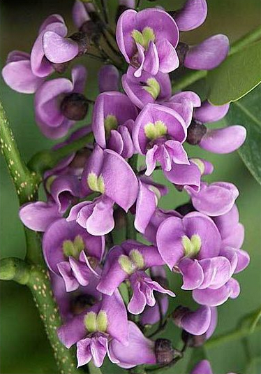 Balché flowers