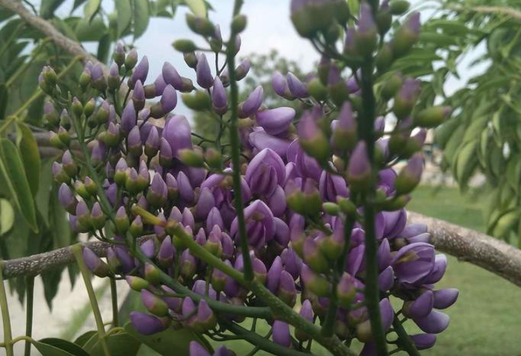Balché flowers