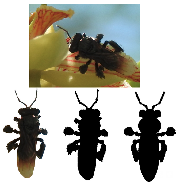 Bee Shapes
