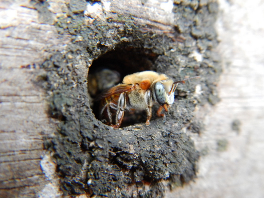 Melipona beecheii