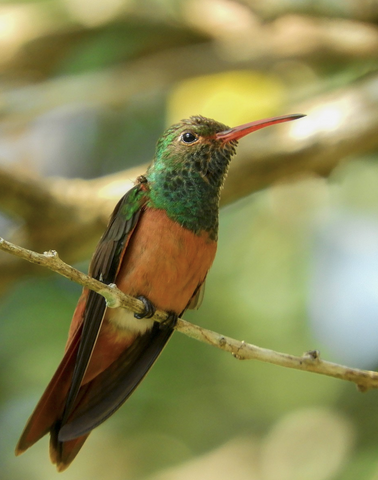 Buff-Bellied Hummingbird
