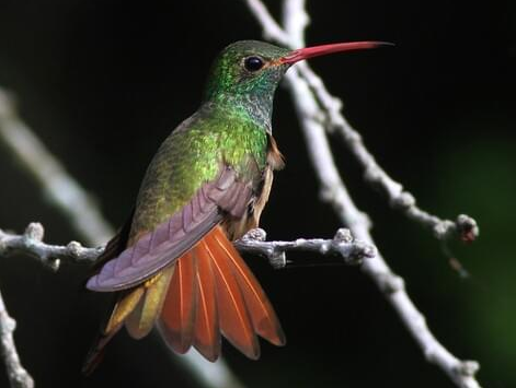Buff-Bellied Hummingbird