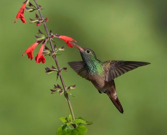 Buff-Bellied Hummingbird