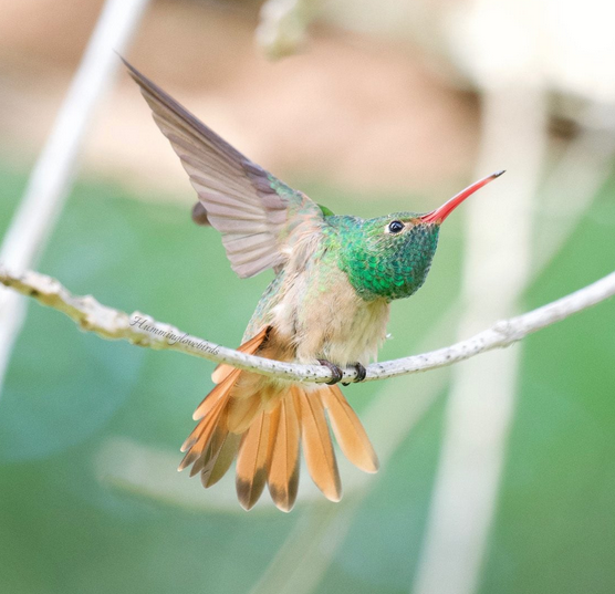 Buff-Bellied Hummingbird