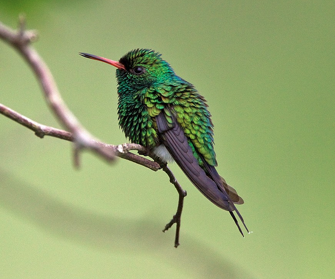 Canivet's Emerald
