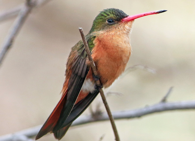 Cinnamon Hummingbird