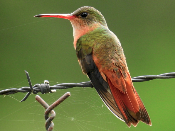 Cinnamon Hummingbird