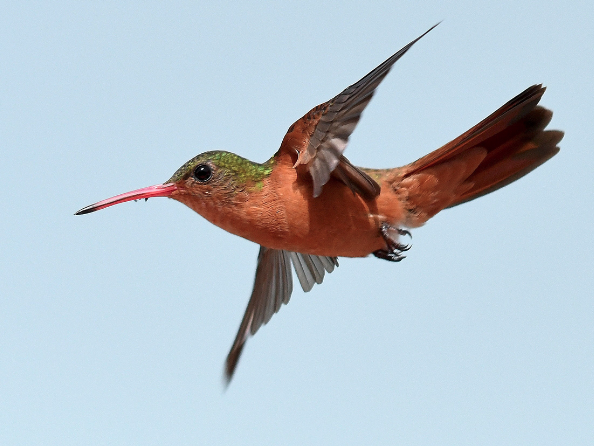 Cinnamon Hummingbird