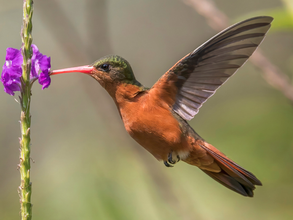 Cinnamon Hummingbird