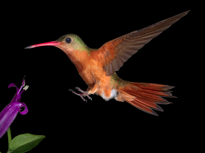 Cinnamon Hummingbird