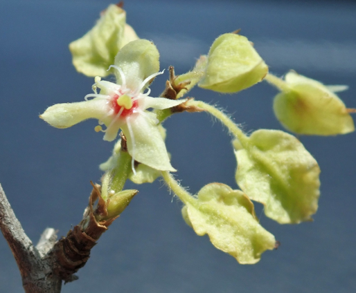 Dzidzilché flowers