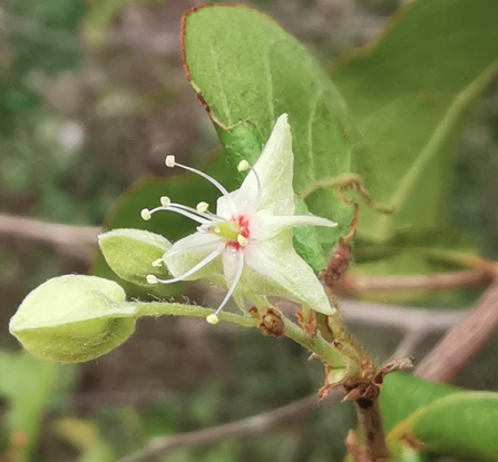 Dzidzilché flowers