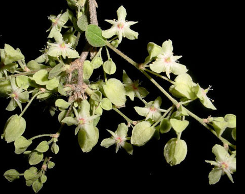 Dzidzilché flowers