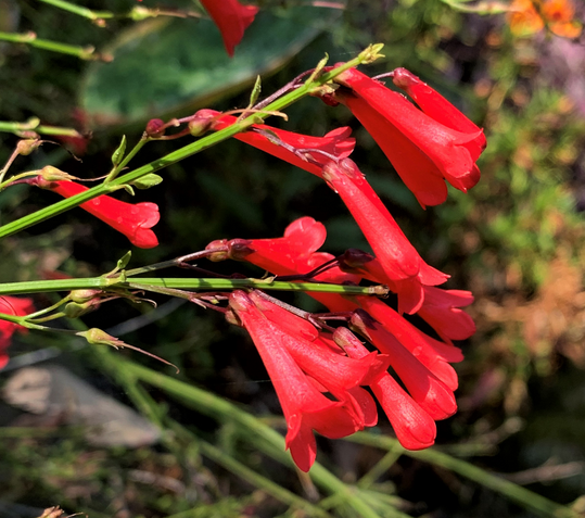 Firecracker Plant