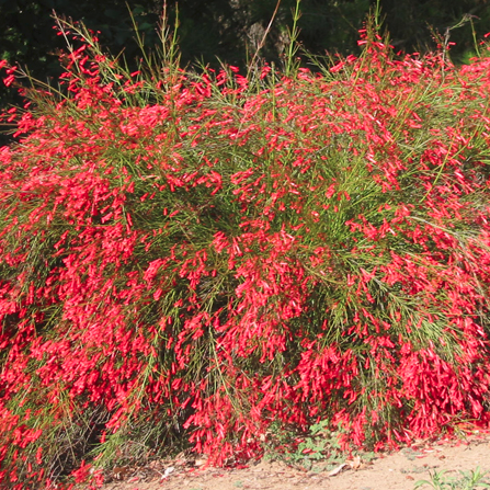 Firecracker Plant