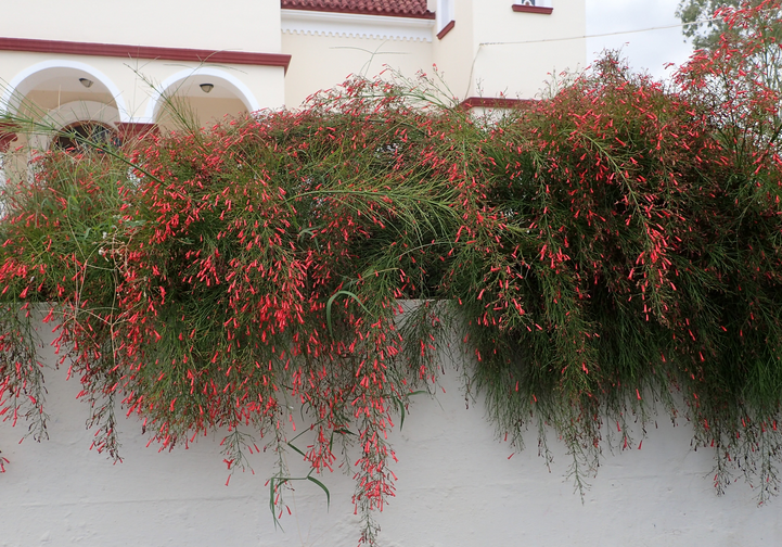 Firecracker Plant