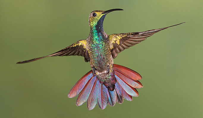 Green-Breasted Mango