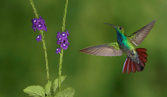 Green-Breasted Mango