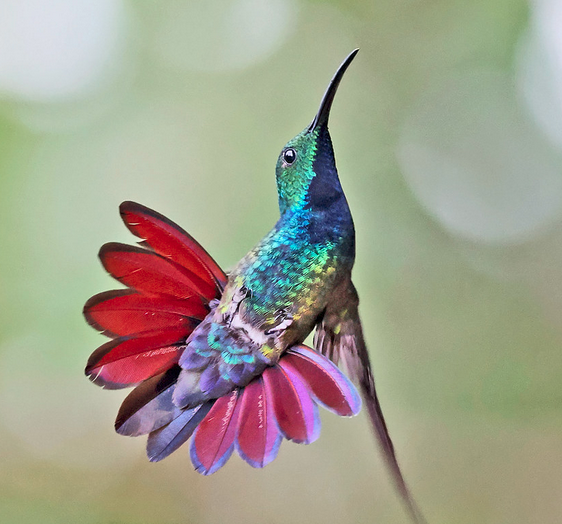 Green-Breasted Mango