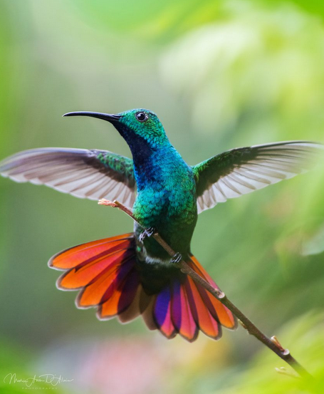Green-Breasted Mango