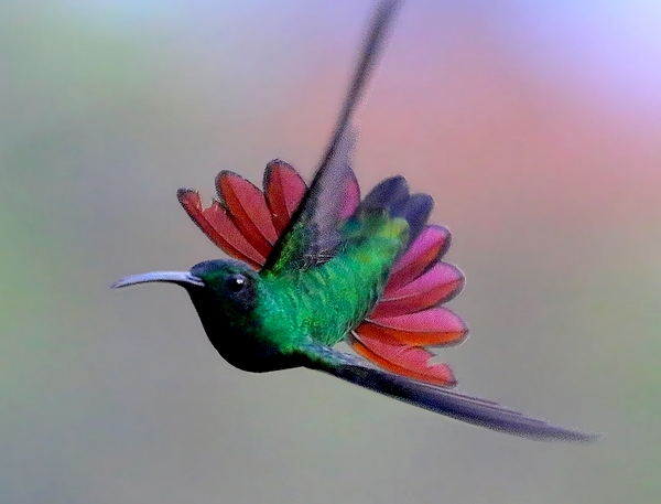 Green-Breasted Mango
