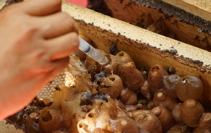 Harvesting honey from a jobón hive