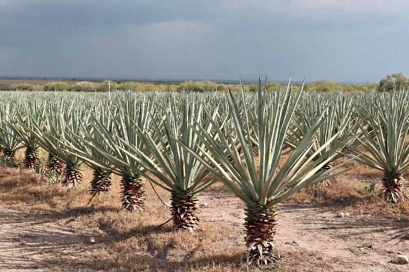 Henequén Agave