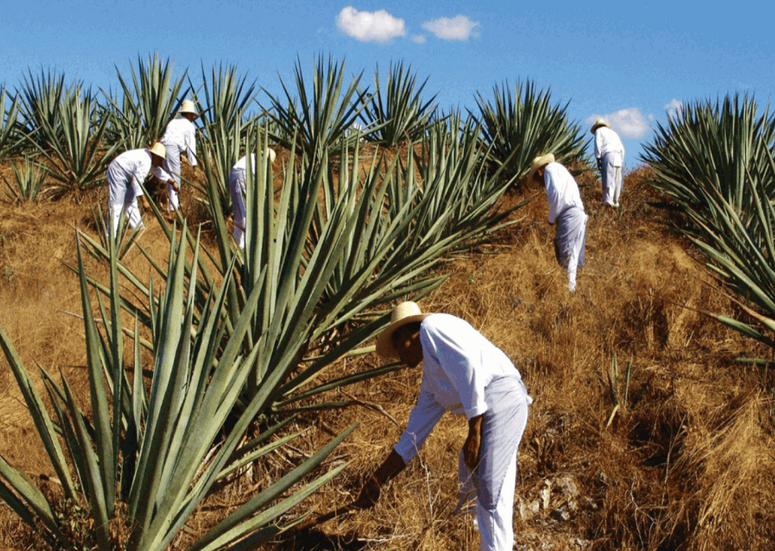 Henequén Agave