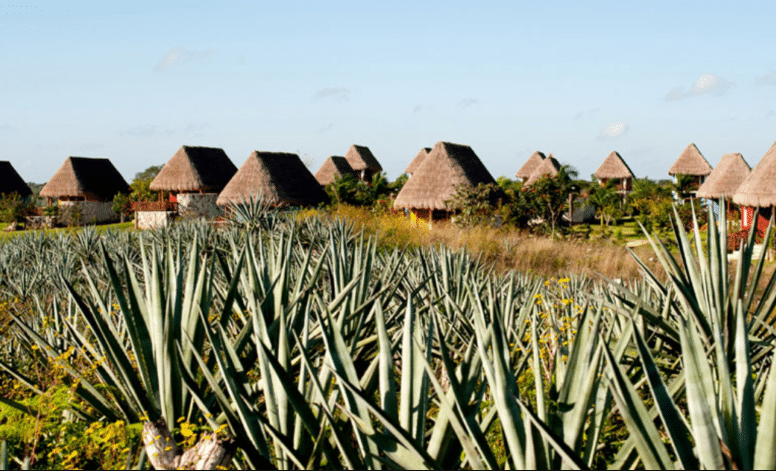 Henequén Agave