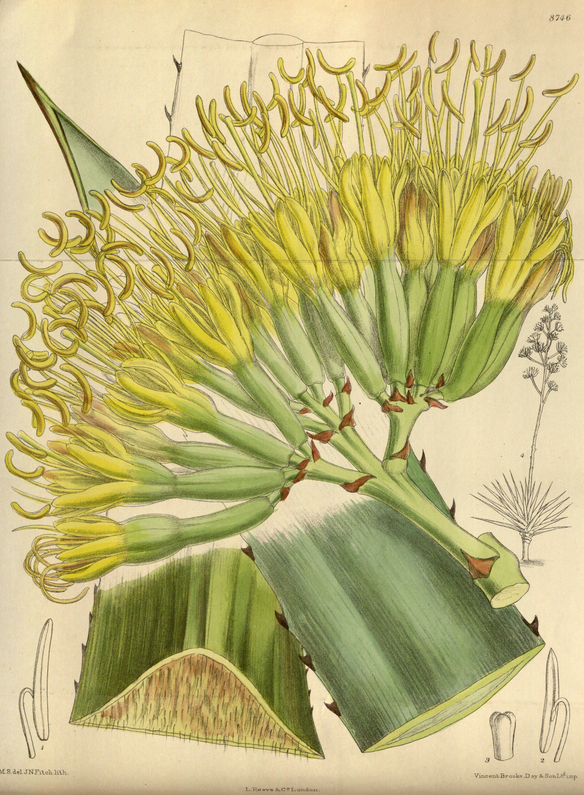 Henequén Agave