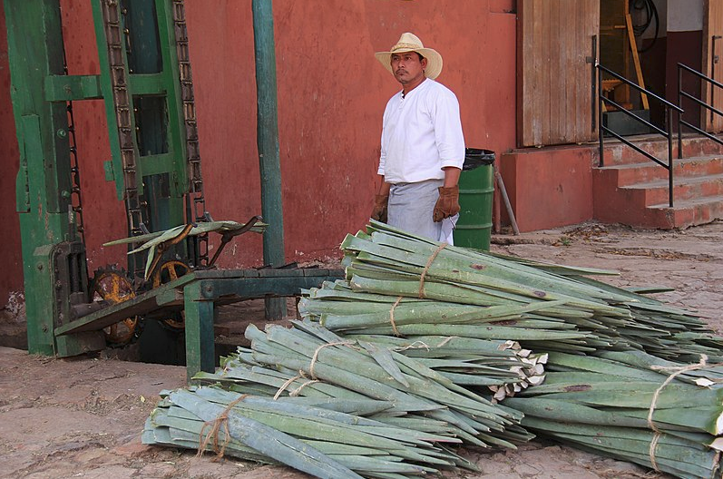 Henequén Agave