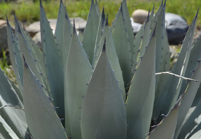 Henequén Agave
