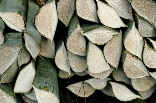 Henequén Agave