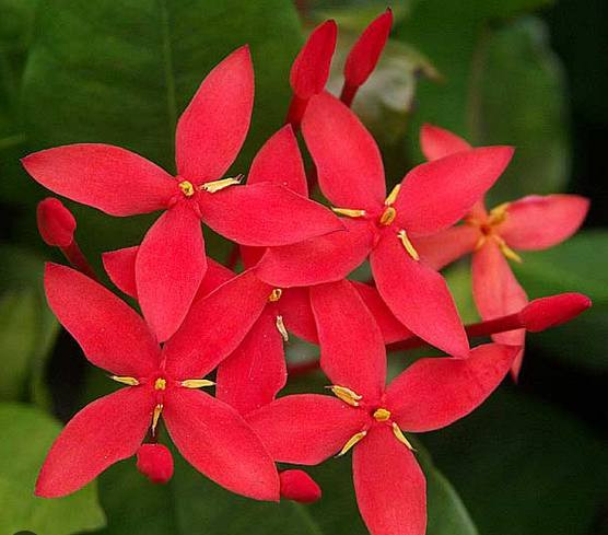 Jungle Flame Flowers