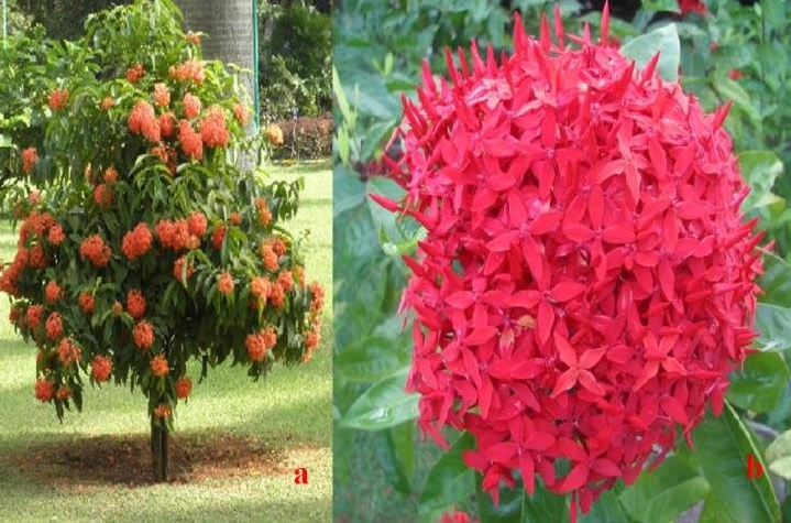 Jungle Flame Flowers