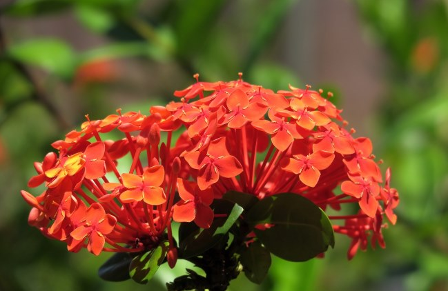 Jungle Flame Flowers