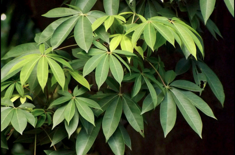 Kapok Leaves