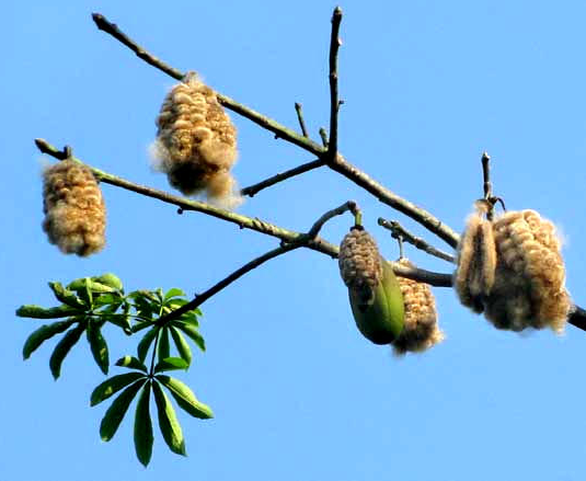Kapok Seeds