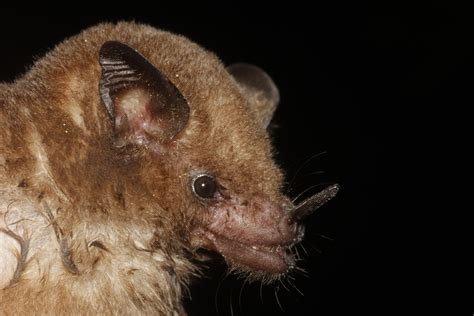 Merriam's Long-tongued Bat
