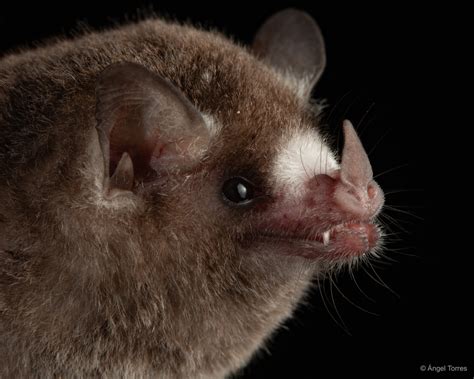 Merriam's Long-tongued Bat