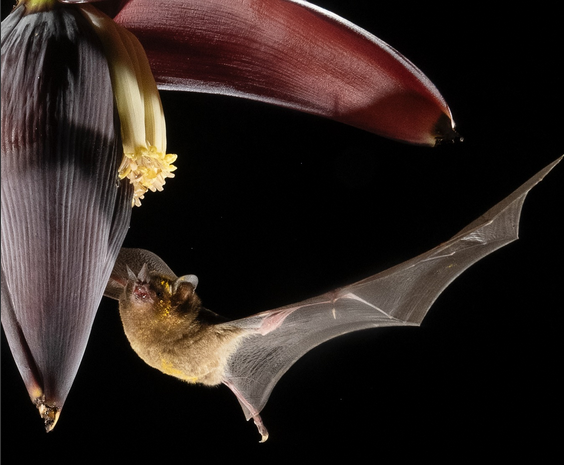 Merriam's Long-tongued Bat