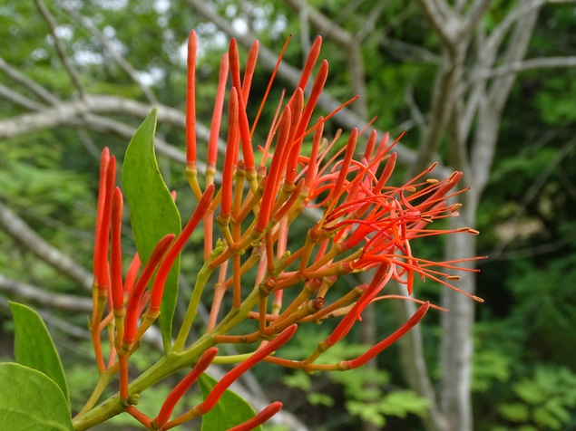 Mayan Mistletoe Flowers