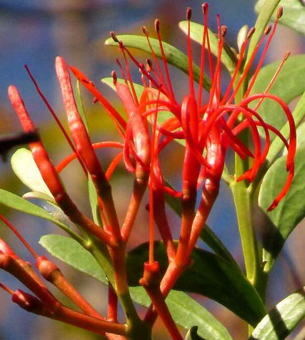 Mayan Mistletoe Flowers