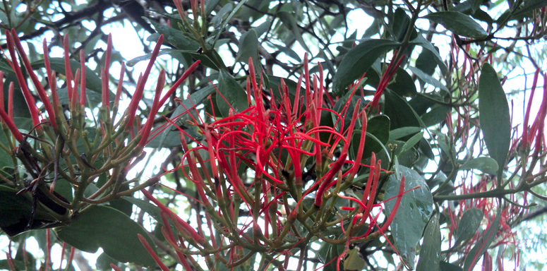Mayan Mistletoe Flowers