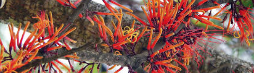 Mayan Mistletoe Flowers