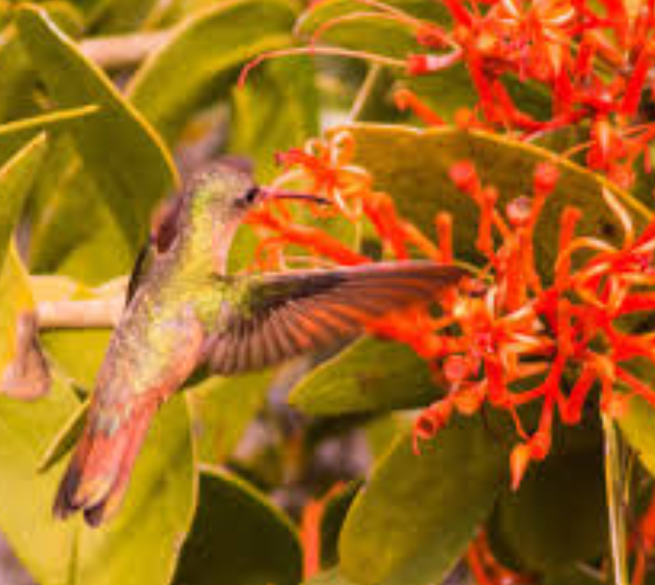 Mayan Mistletoe Flowers