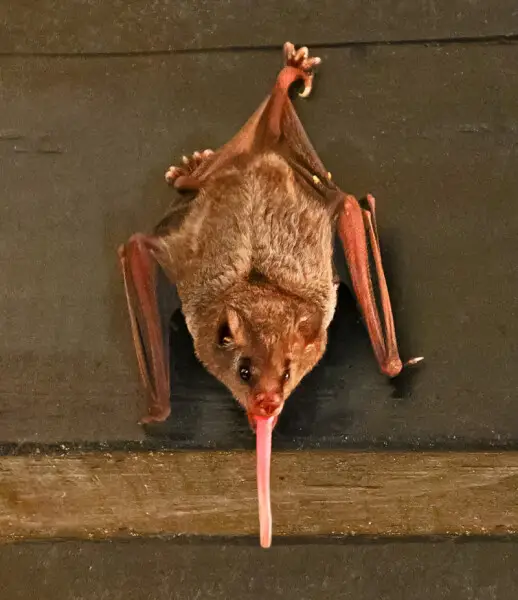 Pallas's Long-tongued Bat